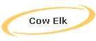 Cow Elk